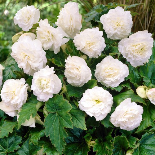 Begonia non stop white - begonia,