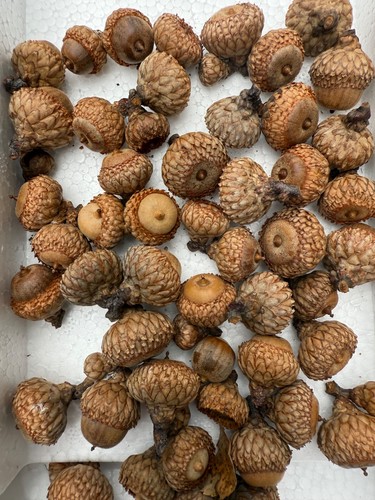 Lot black oak acorns - 75,