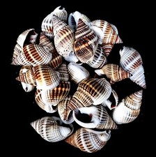 Nassa mud snail dog whelk Nassarius livescens 25g 15-25mm 25 to 30 craft shells
