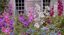50 Giant Hollyhocks Seeds