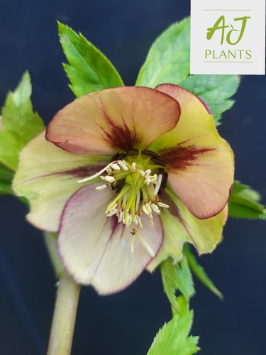 Helleborus orientalis single - helleborus,