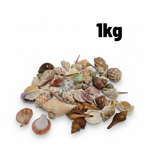 1kg seashells wholesale - 1kg,