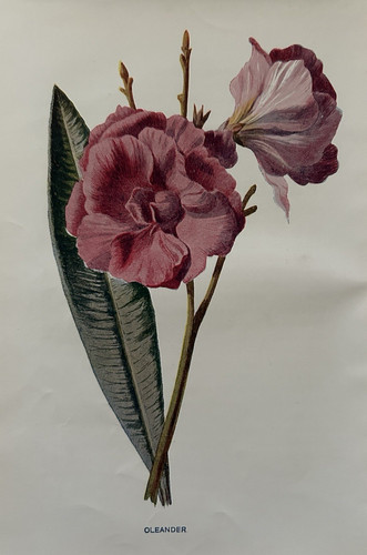 Antique print oleander - antique,