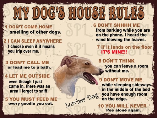 Lurcher dog house - lurcher, my