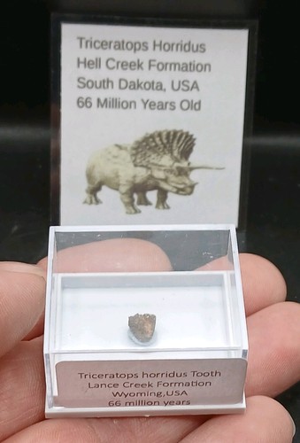 Fossil dinosaur tooth - dinosaur,