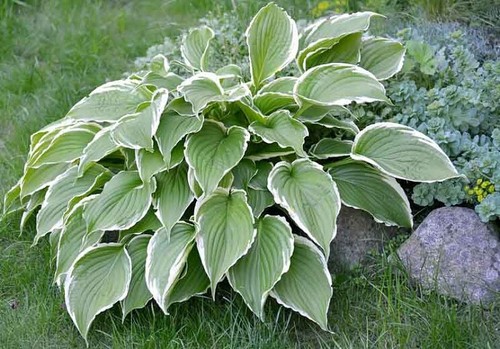 Hosta francee 9cm - francee, pot