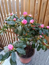 Pink Azalea Rhododendron