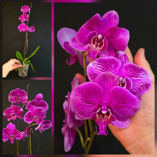 Phalaenopsis pink dot 1 - phalaenopsis,