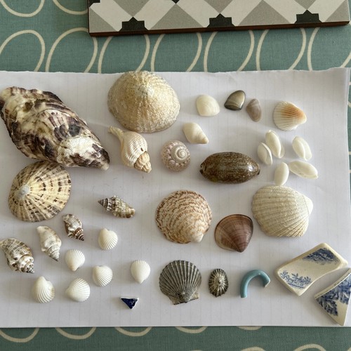 Various shells and sea - various,
