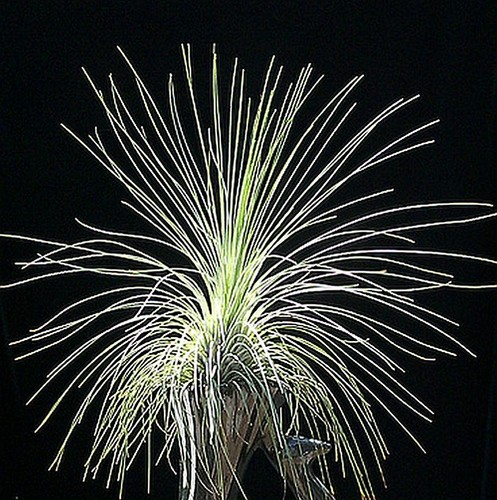 Tillandsia filifolia live - tillandsia,