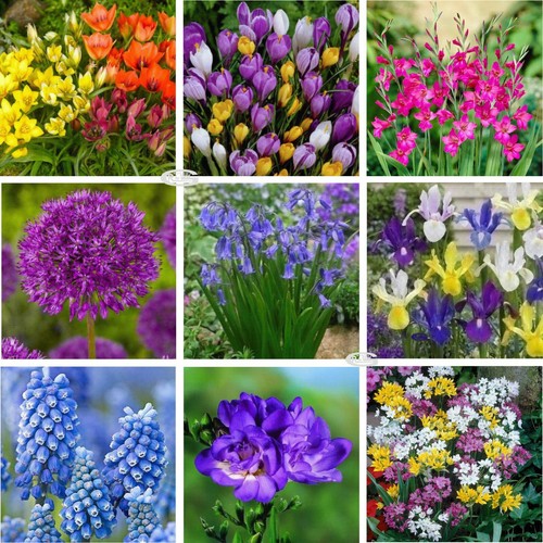Freesia lilies etc bulbs - lilies,