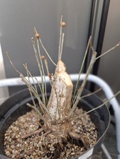 chunky Oak Bonsai Tree