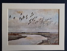 VINTAGE PETER SCOTT PRINT "PINKFEET SWINGING IN " MOUNTED 21cmx28cm DATED 1944