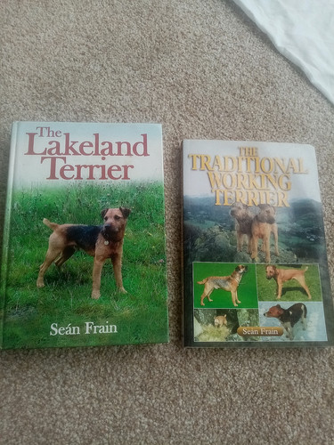 Sean frain working - terrier, dog