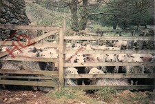 Picture Postcard>>Herdwick Sheep At Cockley Beck, In the Duddon Valley