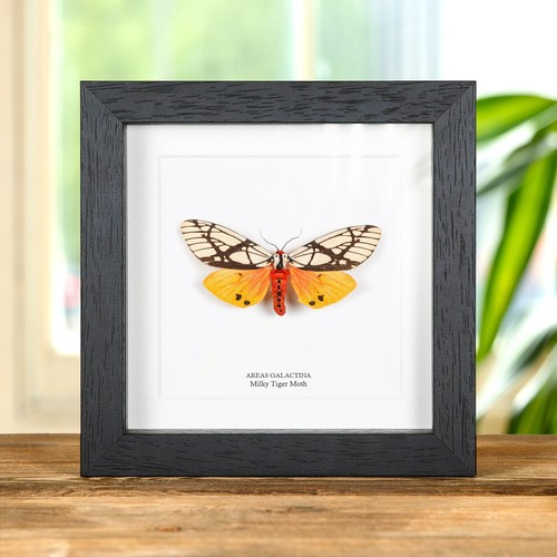 Milky tiger moth - milky,
