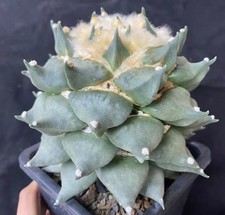 Rare Cacti Ariocarpus Scheidw. Hybird WYSIWYG  Self Rooted Garden Decor 15cm