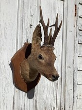 Vintage Taxidermy Deer Head