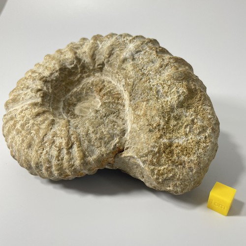 Large ammonite fossil from - fossil,