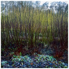 25  Black Dogwood 1-2ft