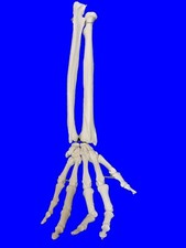 NEW Professional Life Size Human Hand and Forearm Skeleton Model, Anatomical UK 