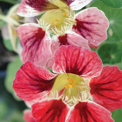 Flower seeds nasturtium - flower,