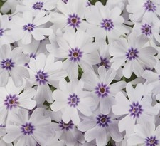 Creeping phlox subulata - creeping,