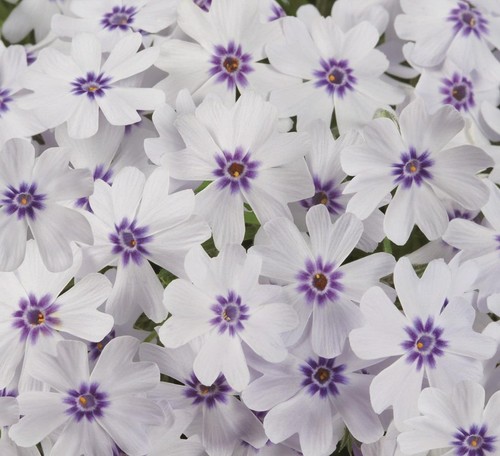 Creeping phlox subulata - creeping,