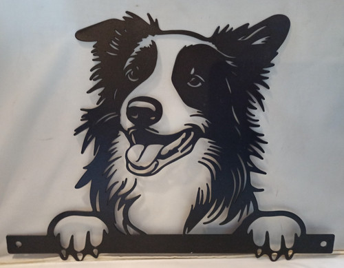 Peeking border collie dog - peeking,