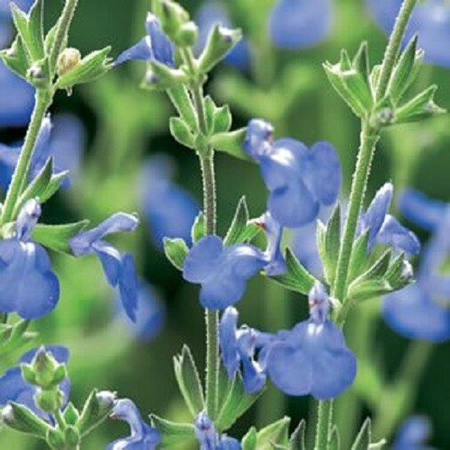 Blue flowering salvia - 3x,
