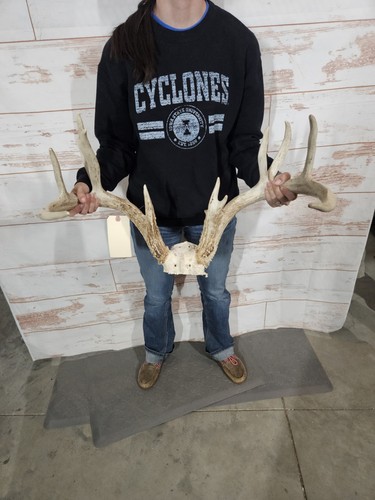 Point whitetail deer antler - 12,