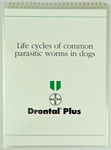 Life cycles common - life,
