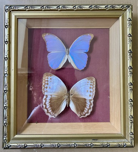 Morpho menelaus brazil - menelaus,