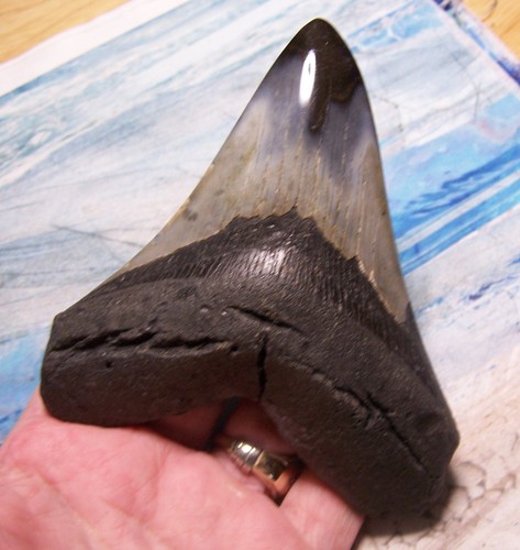 Megalodon shark tooth - tooth, 4