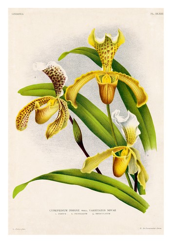 Cypripedium insigne varietates - cypripedium,