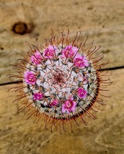 Mammillaria Bombycina | The