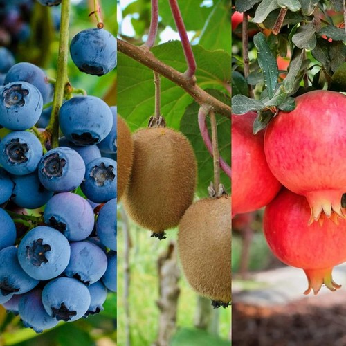Blueberry kiwi pomegranate - blueberry,,