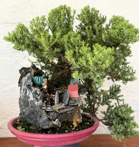 Bonsai tree juniper - tree🌲juniper,