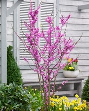 Cercis Merlot Chinese Redbud