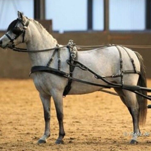 Ideal equestrian luxury - equestrian,