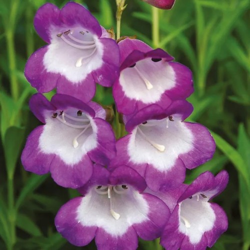 Well established penstemon - 6,