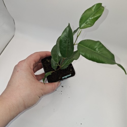Ficus benjamina live - ficus, –