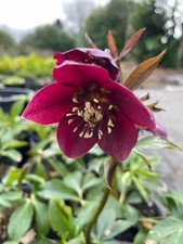 HELLEBOROUS PLANTS 2 litre pot