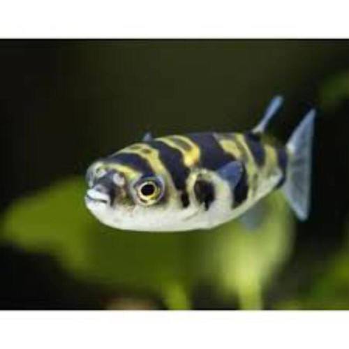 Amazon puffer live - amazon,