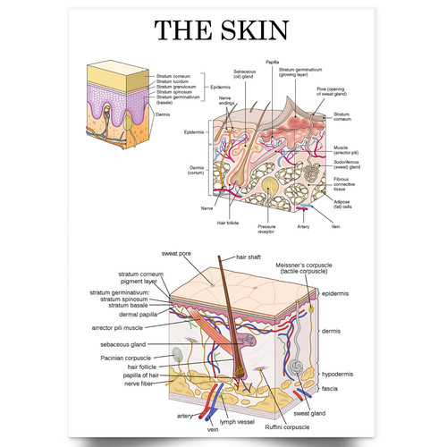 Human skin anatomy - human, medical