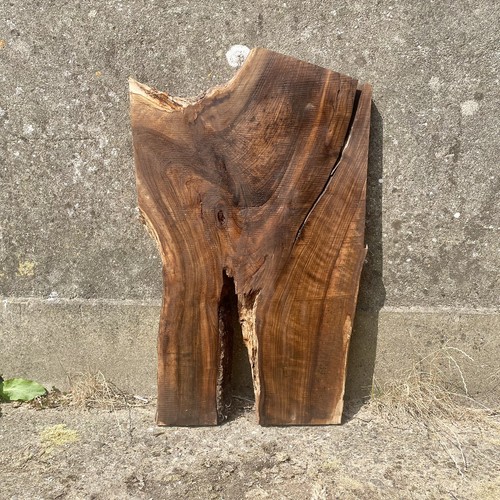 English walnut live - walnut,