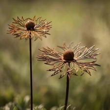 Cornflower Garden Stake Iron
