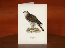 Goshawk female (Accipiter