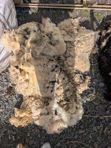 Raw unwashed light colour - raw, wool