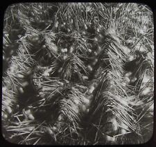 Glass Magic Lantern Slide COCOONS OF SILKWORMS C1910 PHOTO JAPAN 